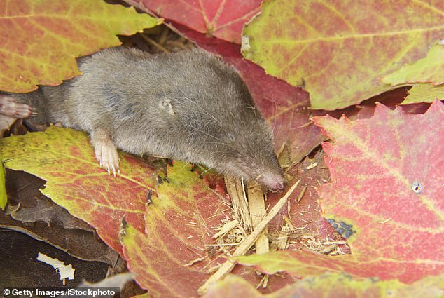 Unlike many other venomous species, the shrew does not produce enough venom to kill a human