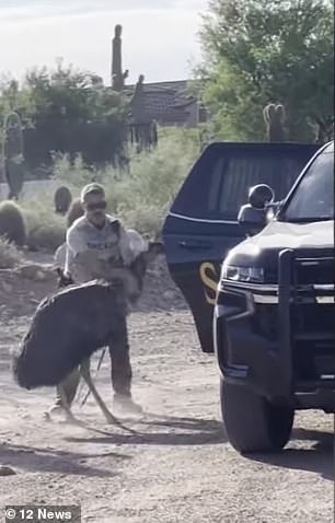 At one point a deputy is seen with his hands around the bird's neck before trying to drag it into the vehicle