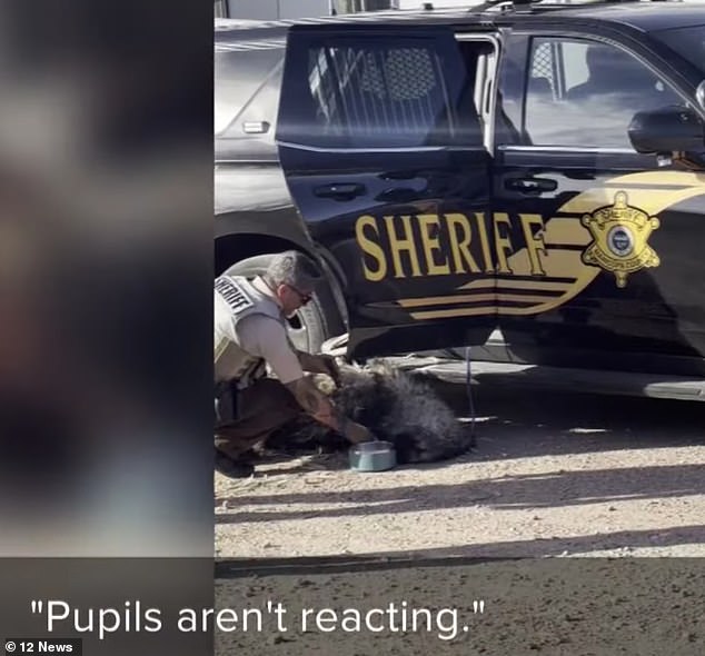 Officers then tried to revive the bird by placing a bowl of water on the ground