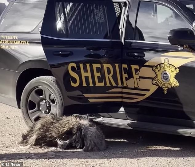 The bird's lifeless body lies next to the sheriff's car