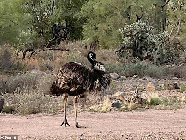 The bird had been walking around but was not aggressive towards anyone