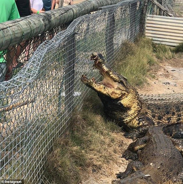 Recent thunderstorms and a warmer than average winter had also helped create perfect breeding conditions for crocodiles (pictured), farm owner John Lever said.