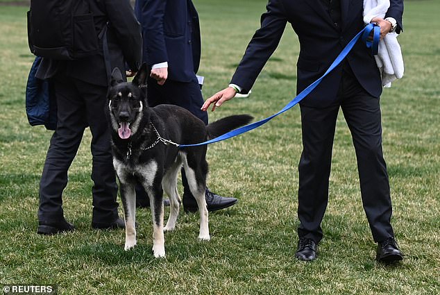 Joe and Jill Biden's former rescue pup Major is spending more time in Delaware as newly revealed emails reveal he's bitten more people than the White House previously revealed — above, the dog is seen on the South Lawn in March