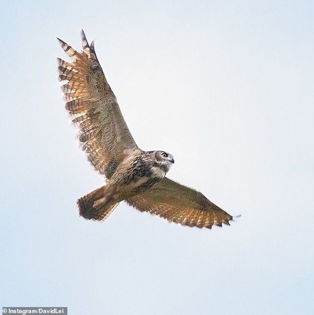 Self-described 'devoted owl watcher' and real estate worker David Lei also captured mesmerizing photos of the bird (pictured)