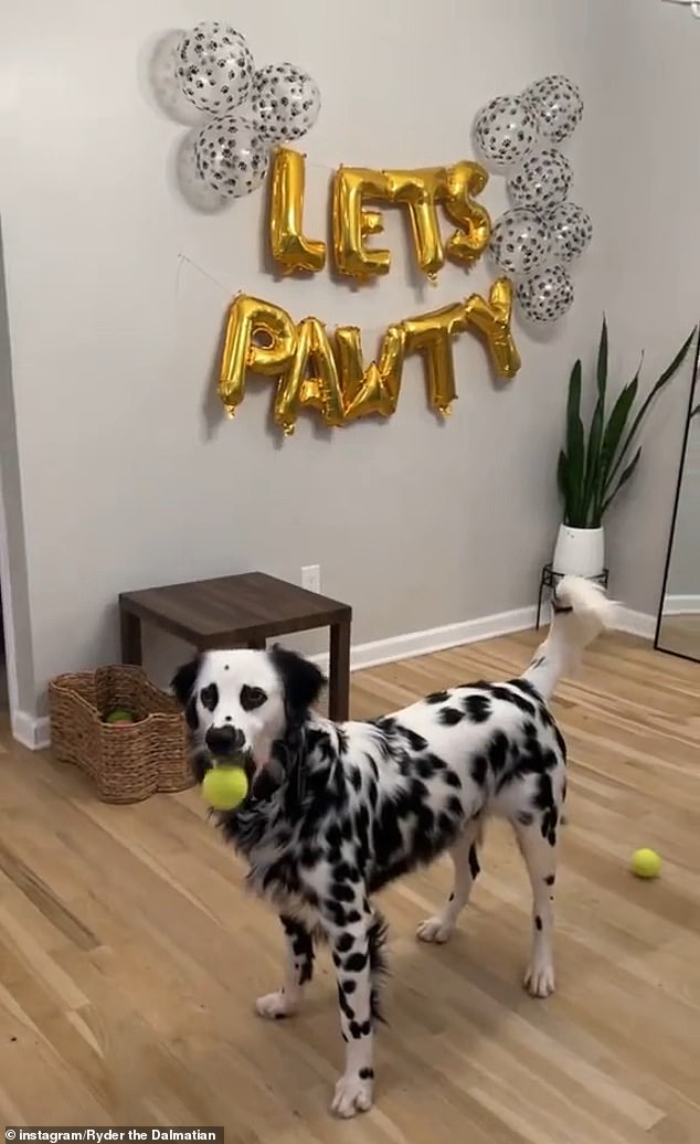 The Georgia-based dog lovers dressed their pooch in a party hat and tie, invited five human guests and decorated their home for the big day