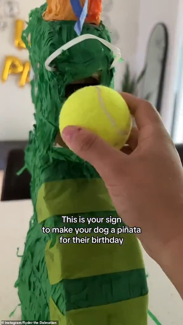 The couple filled the Tyrannosaurus rex piñata with tennis balls and Ryder playfully pulled the strings until it burst open and tennis balls bounced around the room