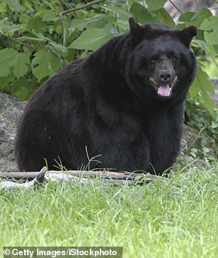 Officials are unsure if the bear involved was a grizzly bear or a black bear