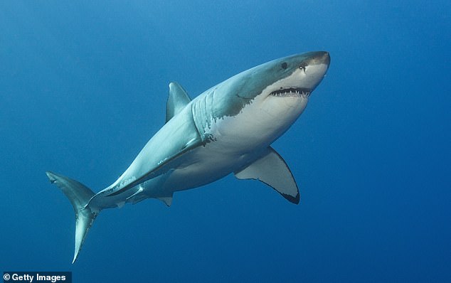 There is a thriving population of great white sharks in the area where the man went missing, but the circumstances surrounding his death have yet to be confirmed