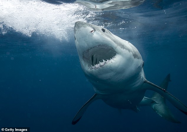 There have been 210 shark attacks and incidents off the coast of California since 1950, but only 15 were fatal