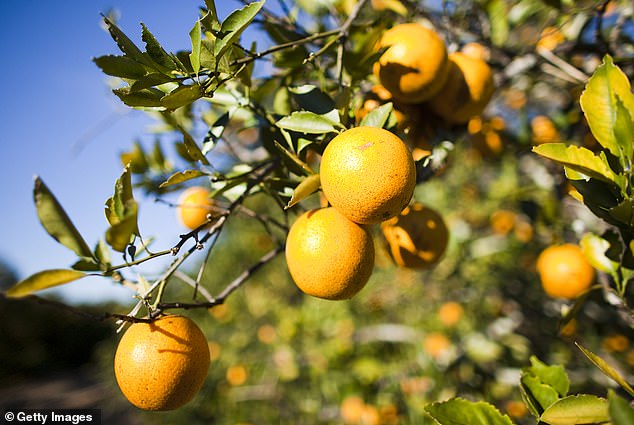 According to the U.S. Department of Agriculture, orange production in Florida has been affected by two phenomena: greening diseases and hurricanes.