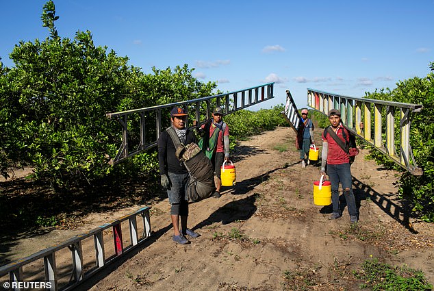 Mexican migrant workers carry ladders during a harvest at an orange farm in Lake Wales, Florida, in 2020