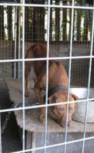 They found dog fighting equipment in his house