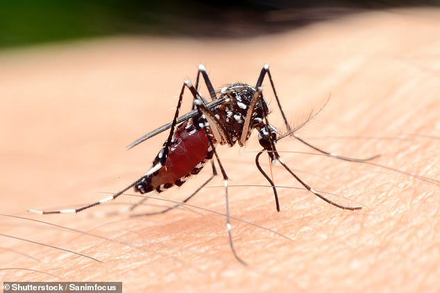 The female Anopheles mosquito becomes infected with the malaria-causing parasite.  When it bites a human, that parasite matures in the body until it exhibits symptoms such as fever, joint pain and, in most cases where it is left untreated, death.