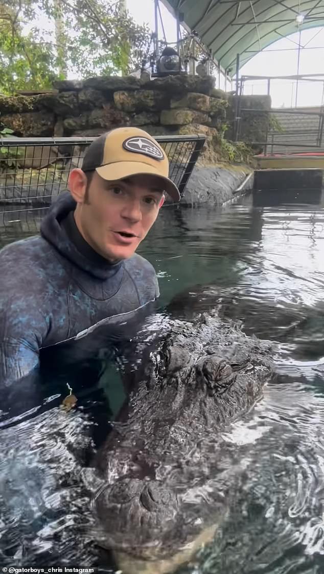 Reptile expert Chris Gillette in the water with an alligator.  The tours allow a single guest in Chris's company to swim with the alligator to see how the predator moves in a 30,000-gallon aquatic habitat