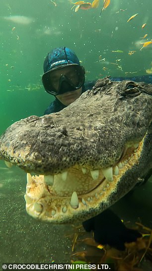 Chris swims next to the alligator while smiling at the camera