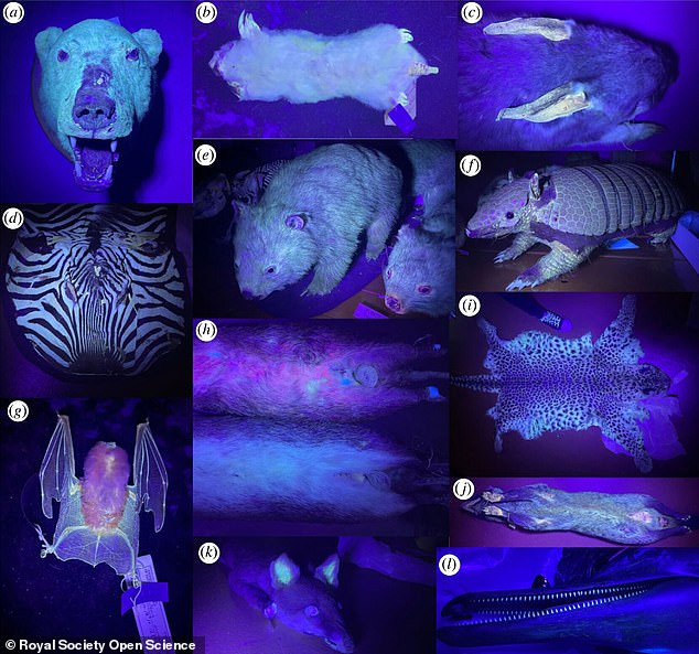 Researchers found clear evidence of fluorescence in the white fur, spines and even the skin and nails of koalas, Tasmanian devils, short-beaked echidnas, southern hairy wombats, quendas (bandicoots), greater bilbies and even cats