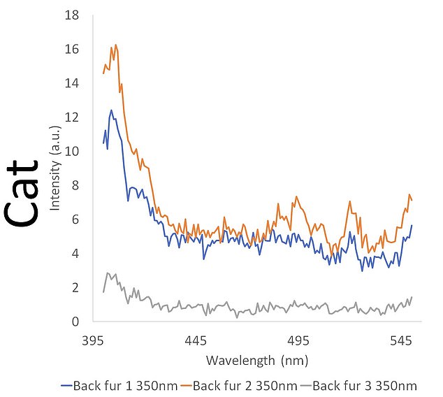 Fluorescence spectra for frozen specimens of the domestic cat species (Felis catus).  The cat's dark fur was not fluorescent, but the white fur was