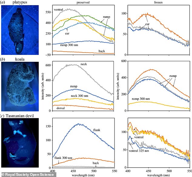 Image shows fluorescence for preserved and frozen specimens of platypus (a), koala (b) and Tasmanian devil (c).  Photo shows frozen specimens under UV light, using a filter