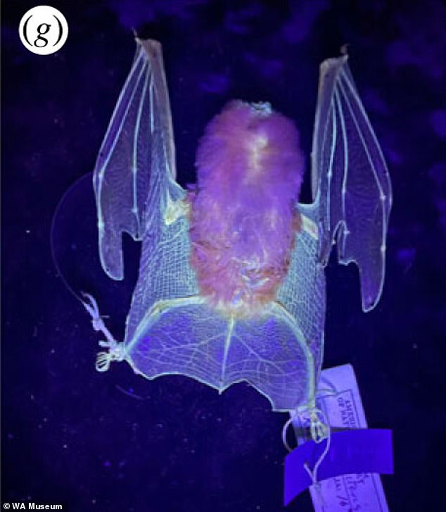 Orange leaf-nosed bat under UV light.  The Australian species dwells in caves, eats moths and is sensitive to human intrusion