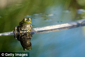 Some animals, including frogs, rely on the starry sky to navigate at night (file photo)