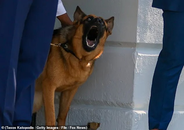 Commander is one of three German Shepherds who lived with the Bidens during Joe's tenure