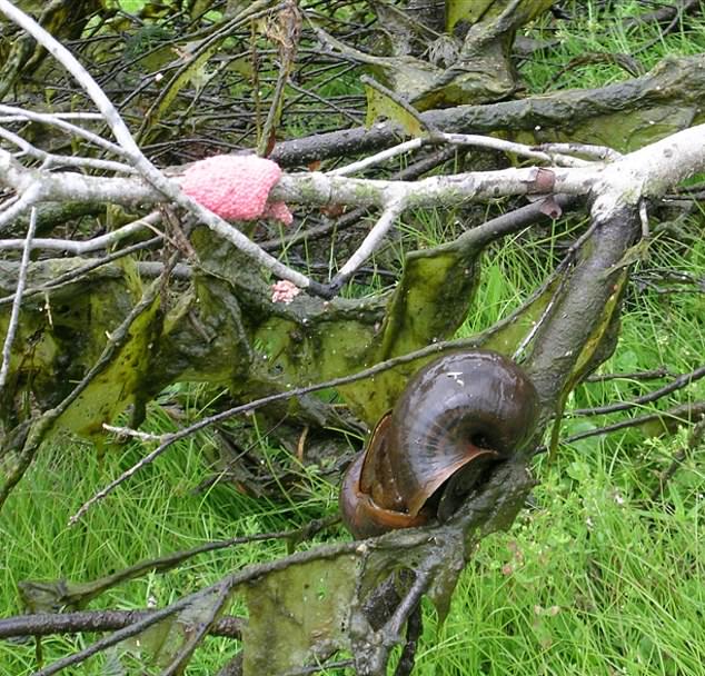 According to the Hawaiian Invasive Species Council, which deals with apple snail invasions in the Pacific Ocean, the invasive species has previously been responsible for 