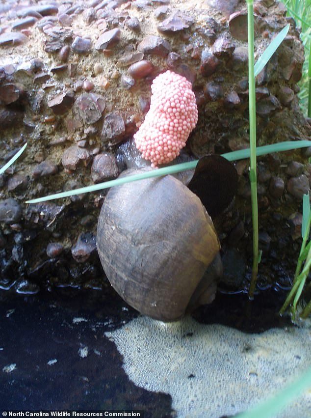 Even superficial contact can be risky, as wildlife authorities warned that a toxin found in the snail's bright pink egg mass can cause skin and eye rashes if touched.  The state is asking citizens to help track and kill Apple Snails using NC's Aquatic Nuisance Species Reporting Tool