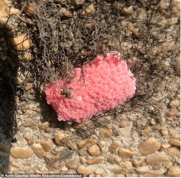 North Carolina wildlife authorities said the apple snail's egg masses can be destroyed by 