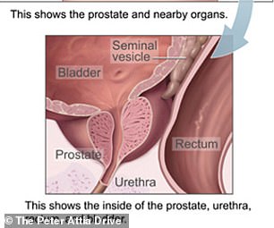 The diagram above shows how the urethra passes through the prostate