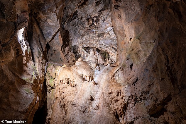 Experts analyzed bones uncovered at almost 60 sites across Europe, including Gough's Cave in Cheddar Gorge, Somerset (pictured shows rock formations at Gough's Cave)
