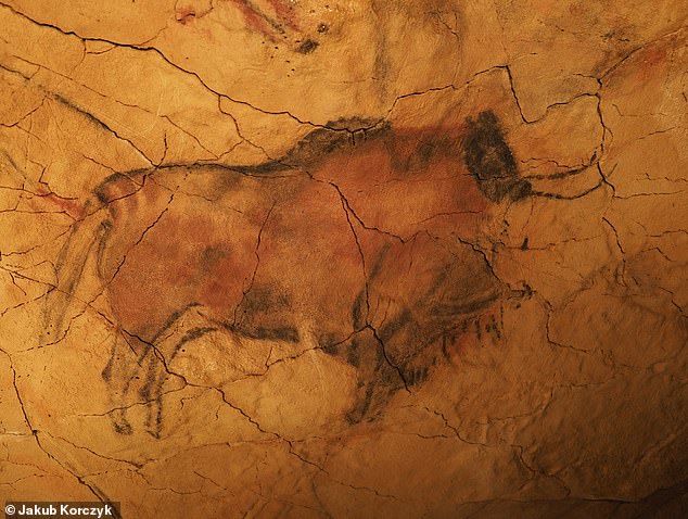 The Magdalen era saw a flourishing of early art – from cave drawing and tool decoration to stone engraving.  In the photo a bison drawing at the Cave of Altamira in Spain, probably made by the Magdalenas