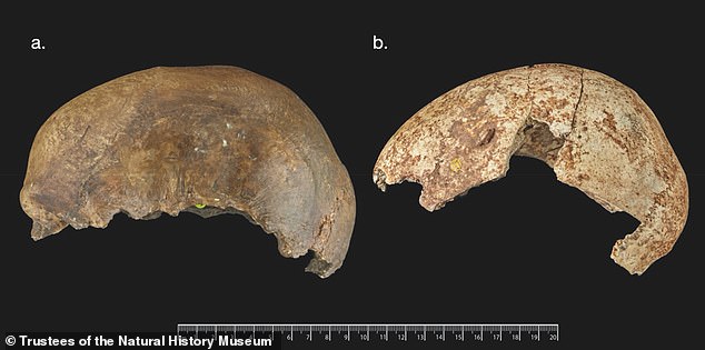According to the new study, the people who lived in Gough's Cave were part of a wider cannibalistic culture in Northern Europe.  Pictured: Magdalena skull caps