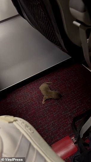 The otter rolls across the carpet before being caught by the cabin crew