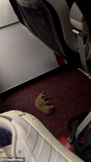 Footage shows the rat moving across the floor near the passenger seat