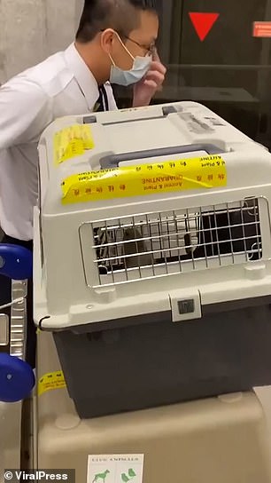 The otter is then shown moving around in a container at the airport before being transported
