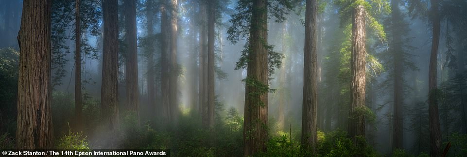 Zack Stanton captured the light streaming through the trees of Del Norte County, California, in this mesmerizing shot, which takes fourth place in the Amateur Nature Landscapes category