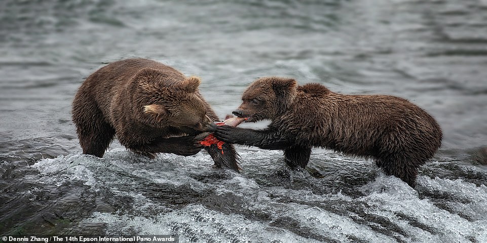 This striking photo of two bears eating a fish in Alaska, taken by Dennis Zhang, is one of the top 50 photos in the Amateur Nature Landscapes category