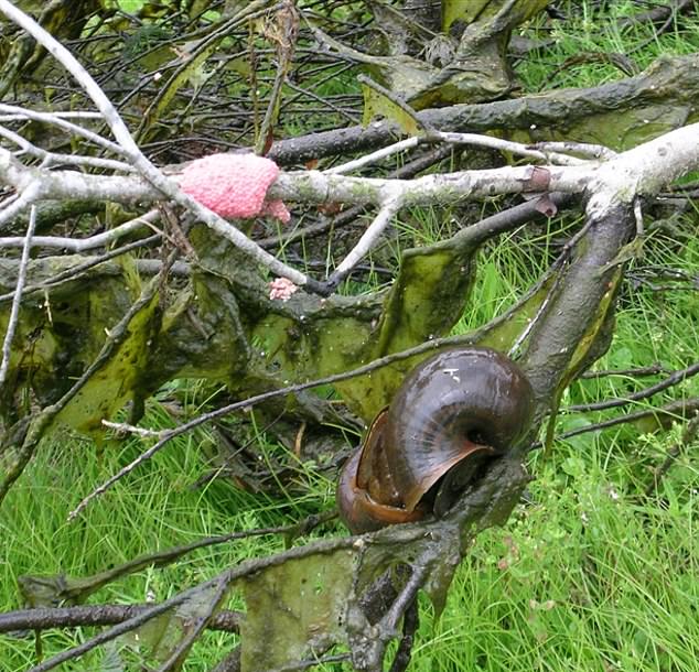 Vets are warning that a potentially deadly brain parasite currently preying on an invasive snail species poses as much risk to dogs as it does to humans.  Puppies are at particular risk, according to a veterinarian in Hawaii plagued by these apple snails