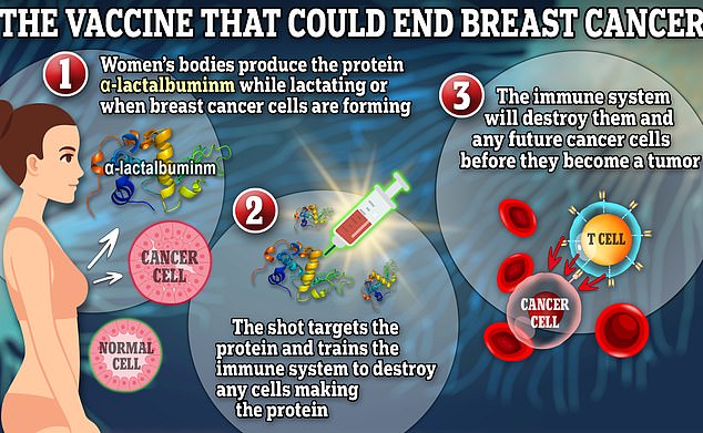 The vaccine targets a protein called α-lactalbumin, which is only found in the body when a woman is breastfeeding or during the formation of breast cancer.  The vaccine trains the immune system to destroy cells that make that protein, meaning that when cancer cells form, the immune system will destroy them and they will never have the chance to multiply into a tumor.