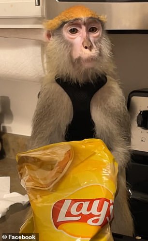 Momo's owner shared photos of him munching chips.  This is the monkey's second escape;  in July, its owner posted the monkey, but it was later found