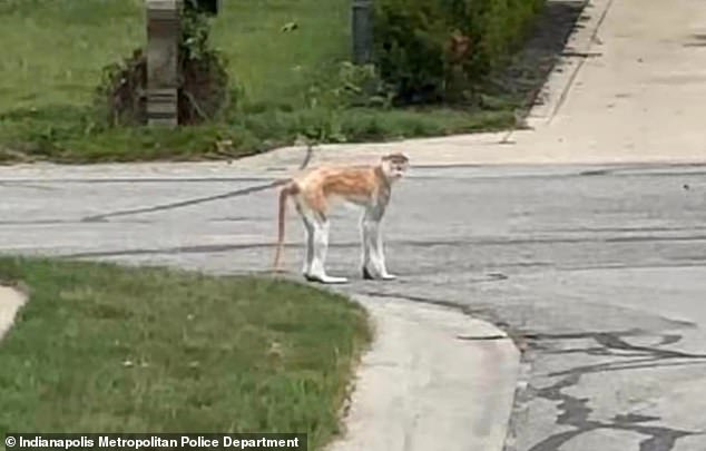 Indianapolis police said there have been reports of minor injuries from the monkey, but could not confirm whether they resulted from bites