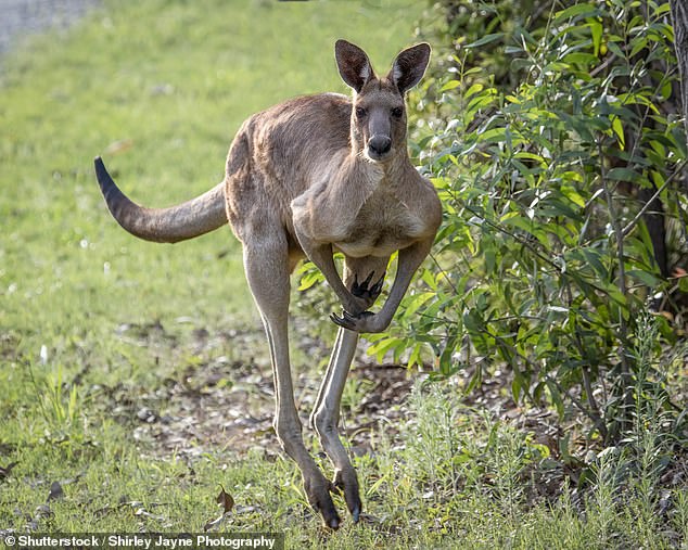 Kangaroos do not normally attack and it is possible that the chamber in question may have viewed Mr O'Donnell's actions as a threat (file photo)