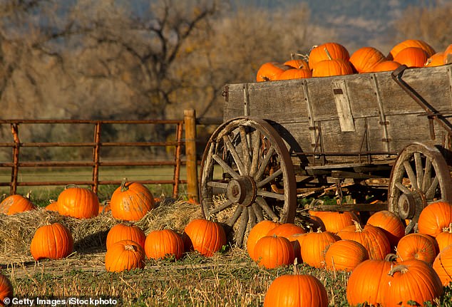 Hiking and hunting pose a high risk of tick bites this fall, but pumpkin picking is a low-risk activity, experts say