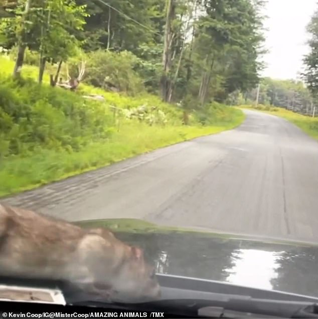 The rat buried itself between the window of the car and was shocked