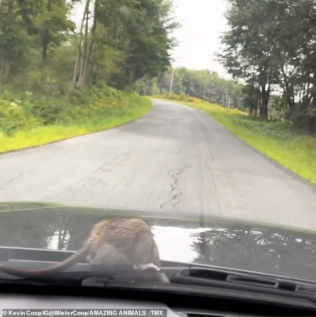 It disappeared between the window shield after clinging to the hood