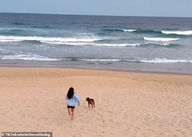 But viewers pointed out a contradiction evident in some of the young woman's other popular TikTok videos.  In at least two clips, she let her dogs off the whip in public places.  Pictured: April and her dog running on the beach