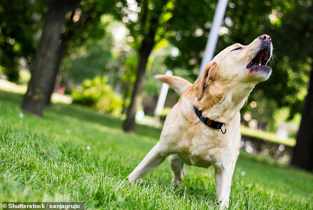 One follower wondered if the golden retriever was following April and her dog because she kept running