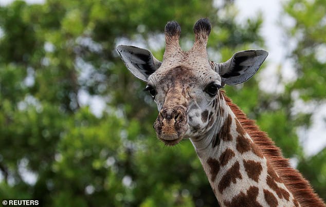 Giraffe poop can be brought back to the US with proper permits and inspections