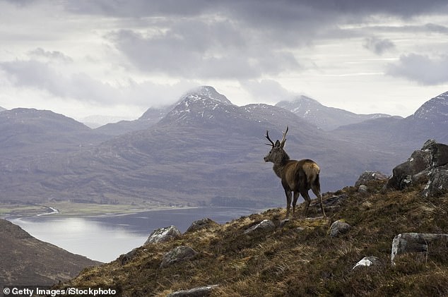 After a lifetime of visits, Worsley and her husband Rob gave up well-paying jobs for a simpler life and took on Red River Croft in the small village of South Erradale in Scotland's north-west highlands (stock photo)