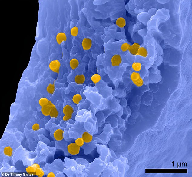 Experts have discovered fragments of phaeomelanin – the pigment that causes ginger color – in fossilized frogs